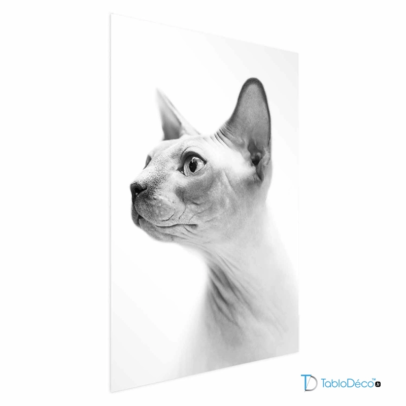 Affiche Chat Sphynx en Noir et Blanc