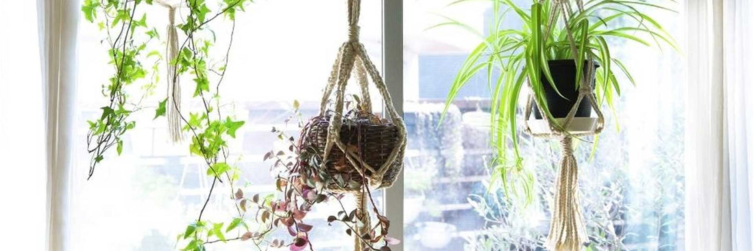 Comment décorer son intérieur avec des plantes vertes ?