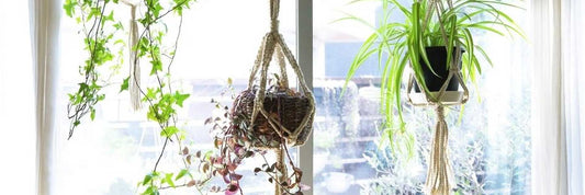 Comment décorer son intérieur avec des plantes vertes ?