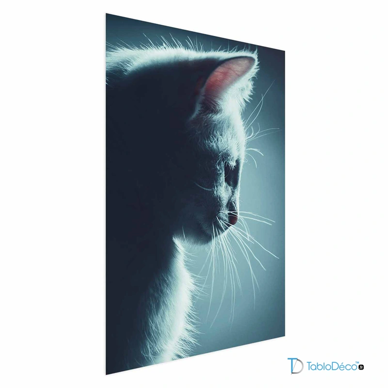 Affiche Chat de Nuit