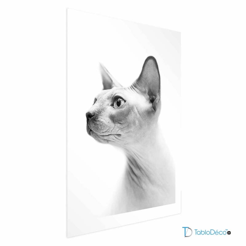 Affiche murale Chat Sphynx en Noir et Blanc avec marge