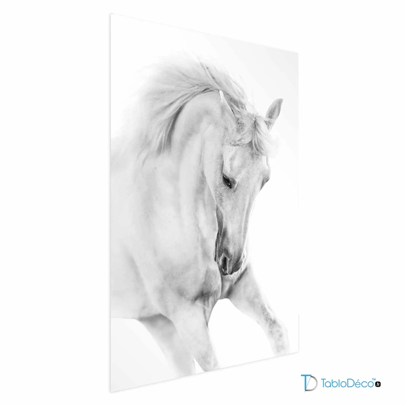 Affiche Cheval Blanc Sauvage