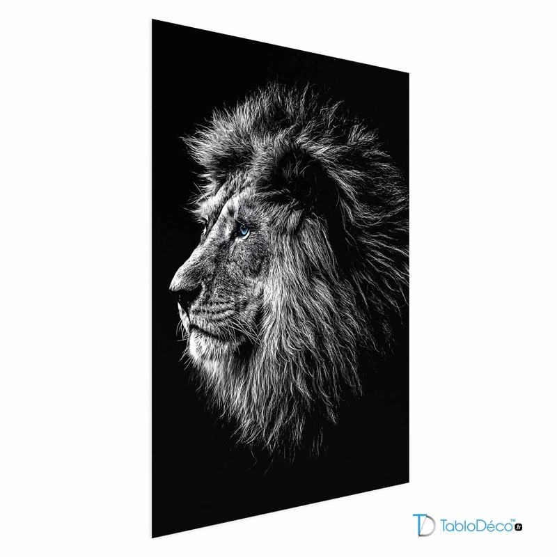 Affiche Lion Noir et Blanc aux Yeux Bleus
