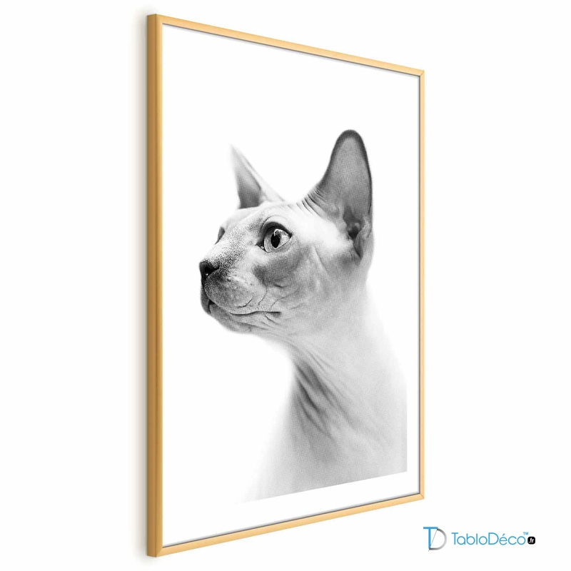 Poster Chat Sphynx en Noir et Blanc cadre doré avec marge