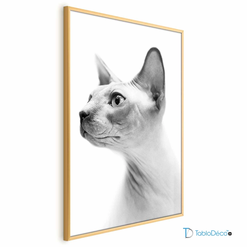 Poster Chat Sphynx en Noir et Blanc avec cadre doré