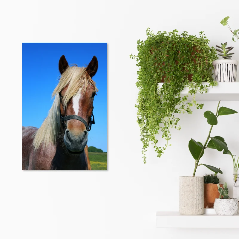 Tableau Photo Animaux Personnalisé