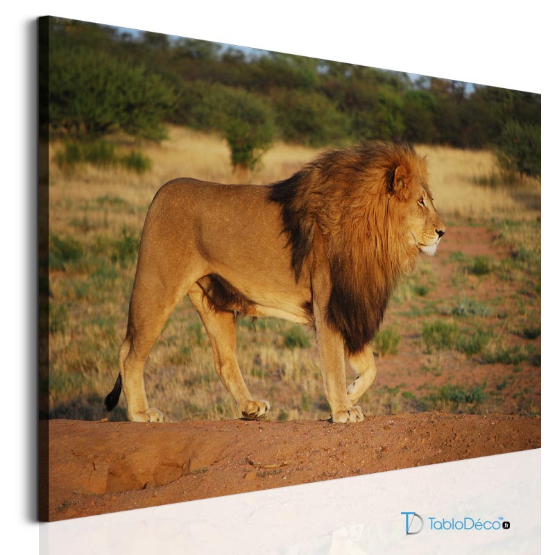 Acheter un tableau d'un lion dans la savane - TabloDéco.fr