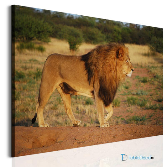 Acheter un tableau d'un lion dans la savane - TabloDéco.fr