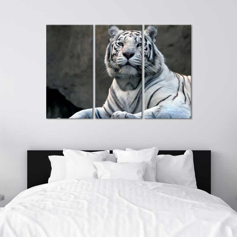 Tableau Tigre Blanc Yeux Bleus 
