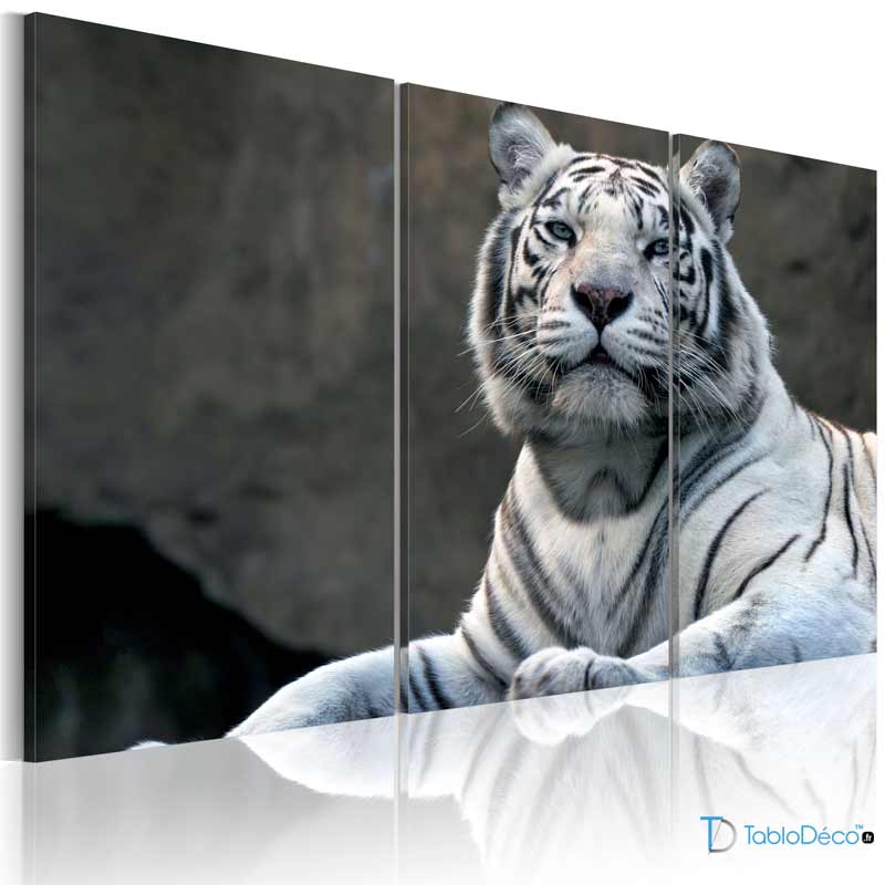 Acheter un Tableau Tigre Blanc Yeux Bleus en 3 panneaux